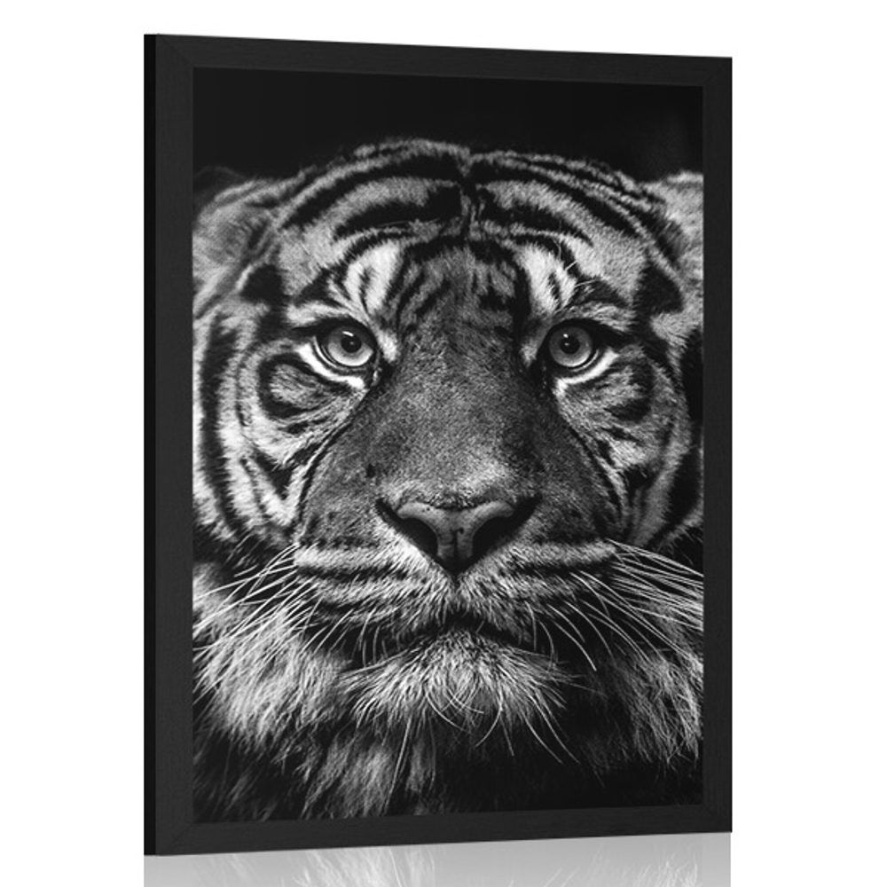 Plagát tiger v čiernobielom prevedení - 30x45 black