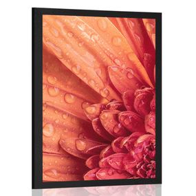 Plagát oranžová gerbera s kvapkami vody - 20x30 black