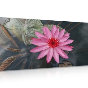 Obraz očarujúci lotosový kvet - 120x60