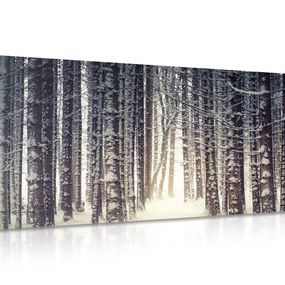 Obraz les zahalený snehom - 120x60