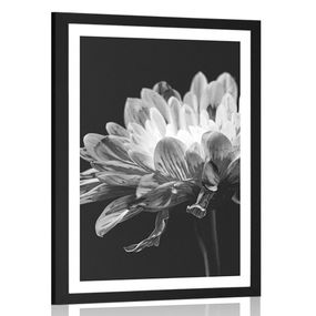 Plagát s paspartou čiernobiela sedmokráska - 30x45 black