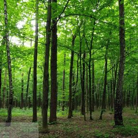 Fototapeta na stenu štvordielna FTS 1324 forest, veľkosť 360 x 254 cm