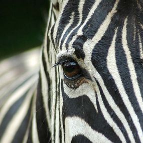 Fototapeta Zebra 119 - vliesová