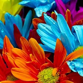 Obraz Kvety farebné zs18572