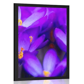 Plagát kvitnúci fialový šafrán - 40x60 black