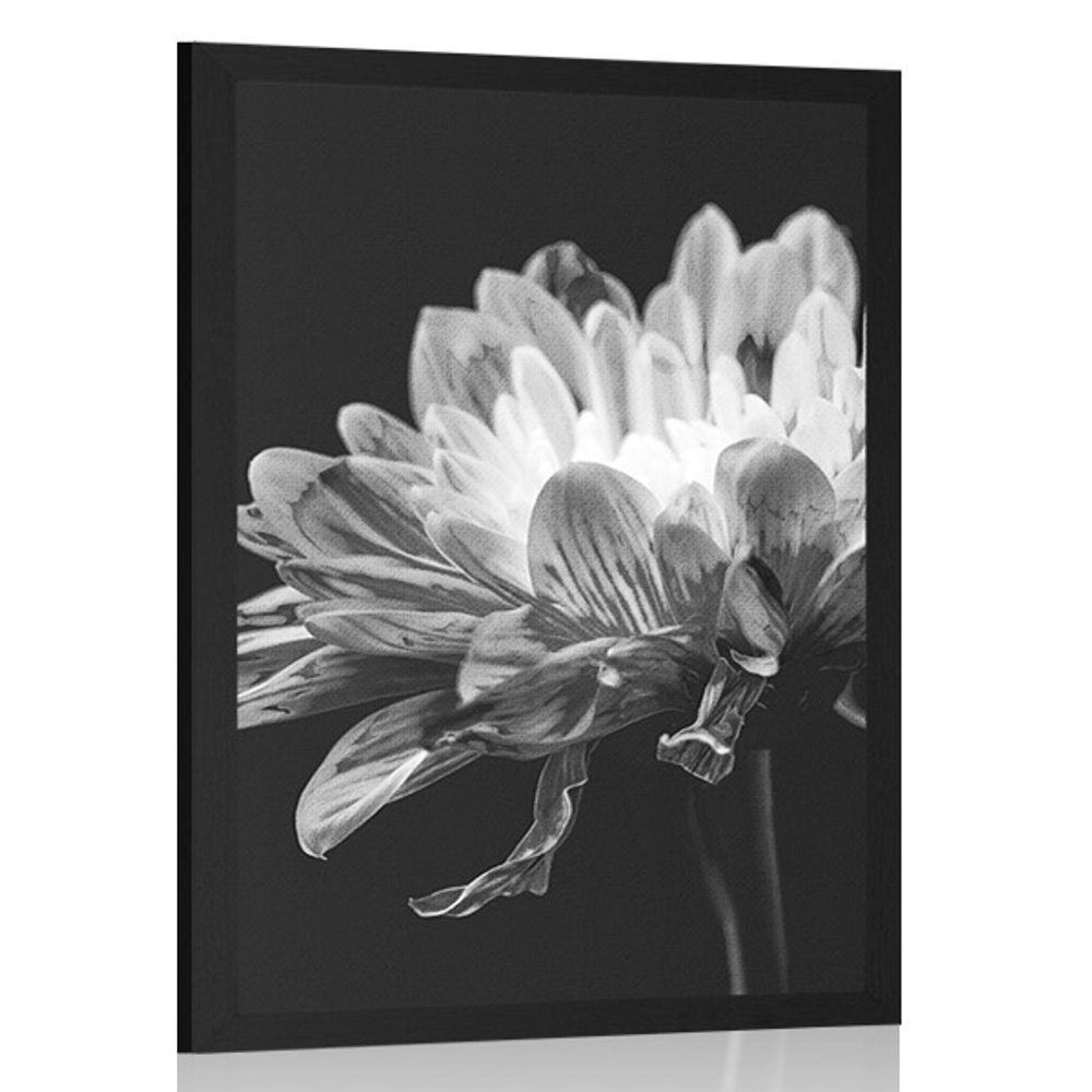 Plagát čiernobiela sedmokráska - 40x60 black