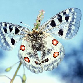 Motýľ Apollofalter - fototapeta FM0085