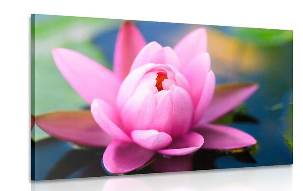 Obraz nádherný ružový kvet na jazere - 60x40