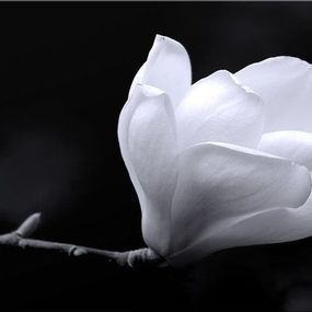 Čierno-biele Obrazy Kvet Magnólie zs271