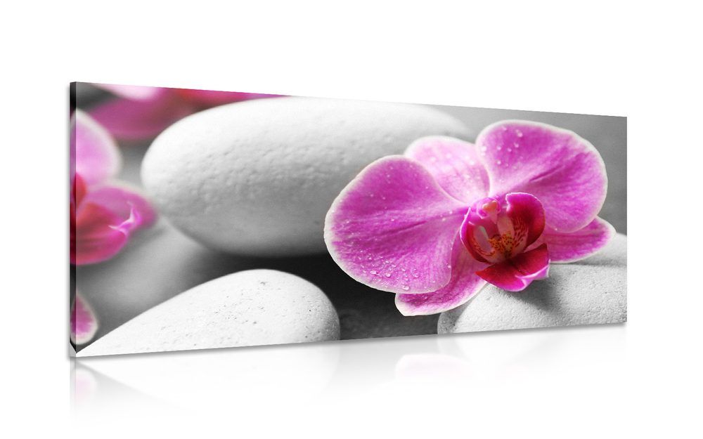 Obraz kvety orchidey na bielych kameňoch - 120x60