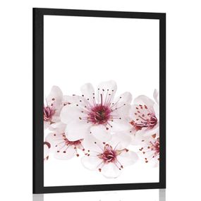 Plagát čerešňové kvety - 40x60 black