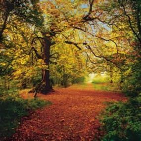 Komar Fototapeta Autumn Forest 8-068 | 388 x 270 cm