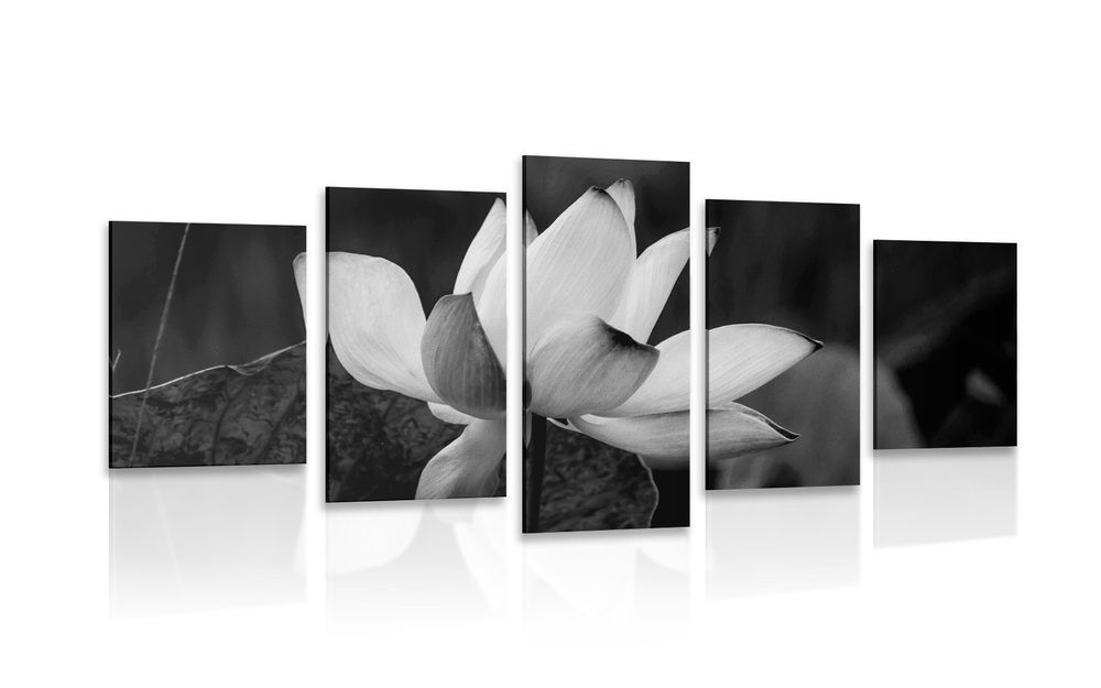 5-dielny obraz jemný lotosový kvet v čiernobielom prevedení - 100x50