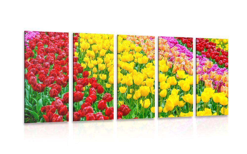 5-dielny obraz záhrada plná tulipánov - 100x50