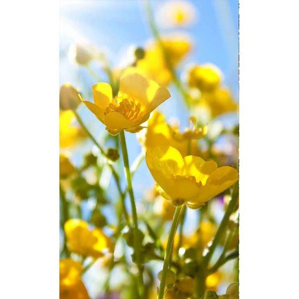 MS-2-0134 Vliesová obrazová fototapeta Yellow Flowers, veľkosť 150 x 250 cm
