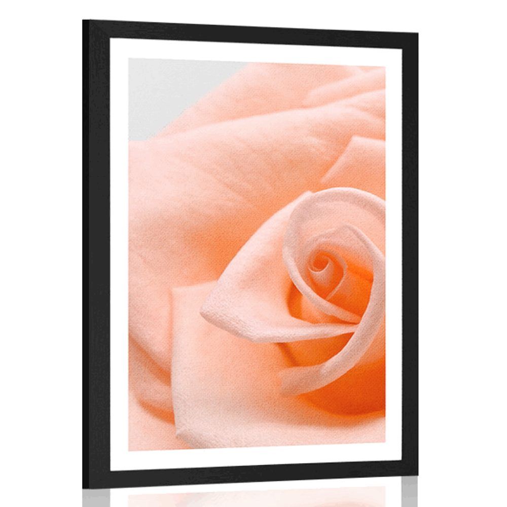 Plagát s paspartou ruža v broskyňovom odtieni - 60x90 black
