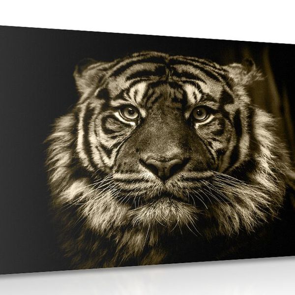 Obraz tiger v sépiovom prevedení - 90x60