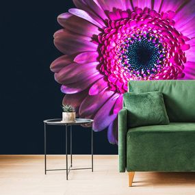 Samolepiaca tapeta purpurová gerbera - 450x300