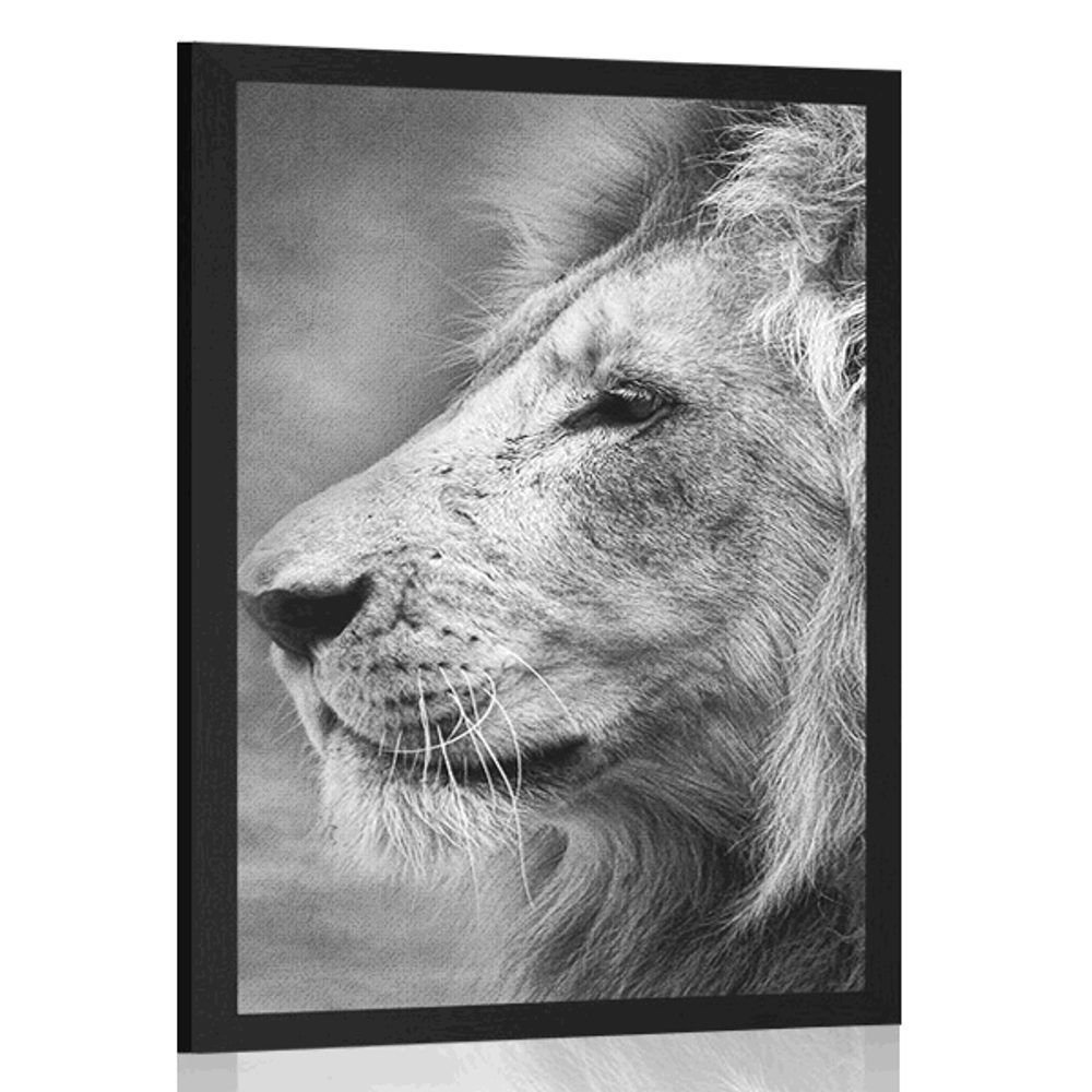 Plagát africký lev v čiernobielom prevedení - 30x45 black