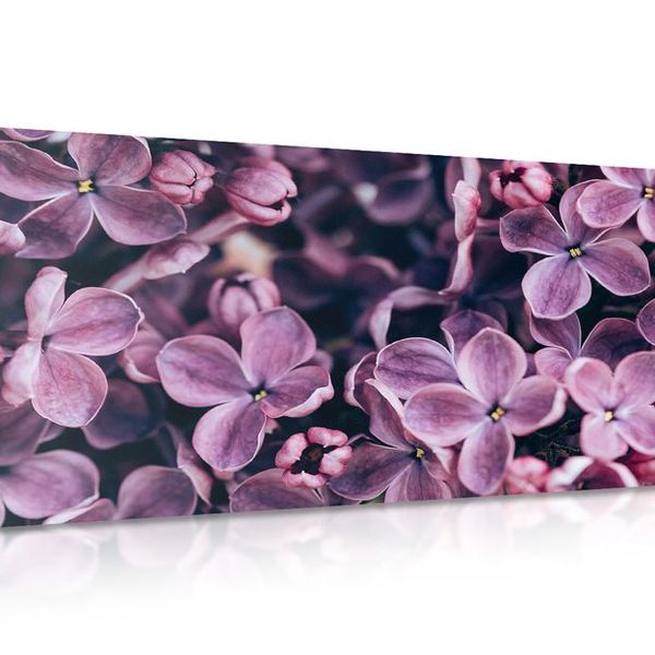 Obraz fialové kvety orgovánu - 120x60