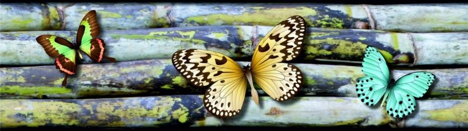 WB 8238 AG Design Samolepiace bordúra na stenu Butterflies, veľkosť 14 cm x 5 m