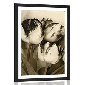 Plagát s paspartou jarné tulipány v sépiovom prevedení - 20x30 silver