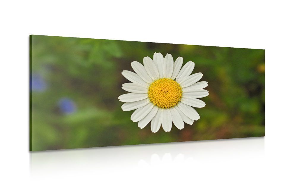 Obraz kvet margarétky - 120x60