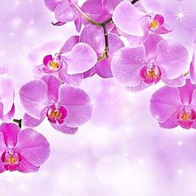 Fototapeta Orchidea 24430