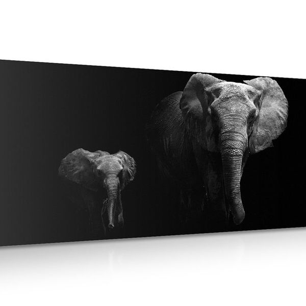 Obraz malý slon a slonica