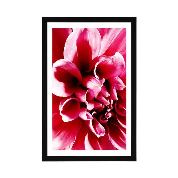 Plagát s paspartou ružový kvet - 60x90 white