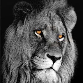 Obraz - Kráľ zvierat Lev zv471