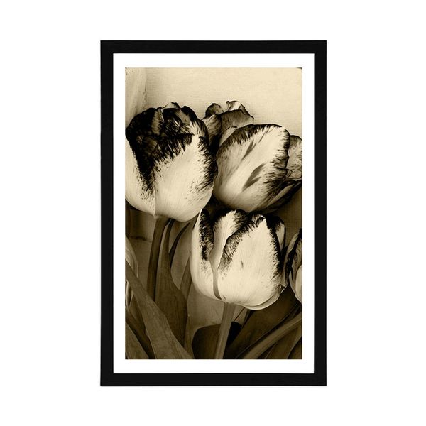 Plagát s paspartou jarné tulipány v sépiovom prevedení - 30x45 silver