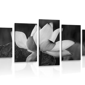 5-dielny obraz jemný lotosový kvet v čiernobielom prevedení