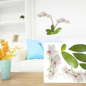 Dekoračné nálepky na stenu nádherná orchidea - 50x70