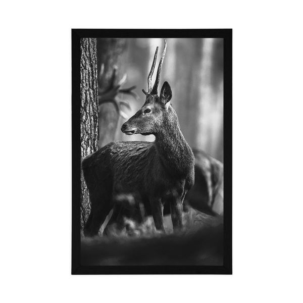 Plagát jeleň v borovicovom lese v čiernobielom prevedení - 20x30 silver