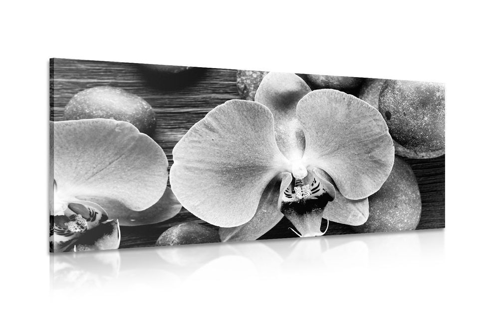 Obraz nádherná orchidea a kamene v čiernobielom prevedení - 120x60
