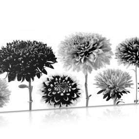 Obraz kvety dálie v rozmanitom dizajne v čiernobielom prevedení - 120x60