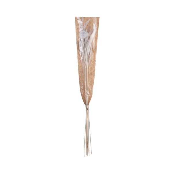 Butlers FLOWER MARKET Pampas tráva sušená 70 cm - sivobiela