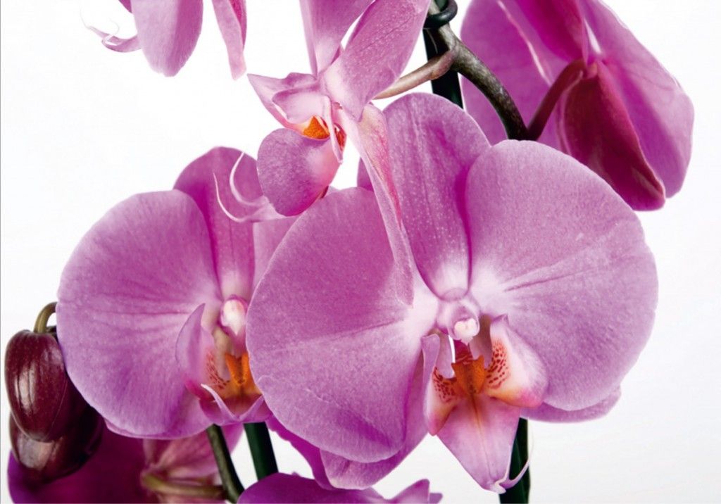 Fototapeta na stenu štvordielna FTS 0049 orchidea, veľkosť 360x254 cm