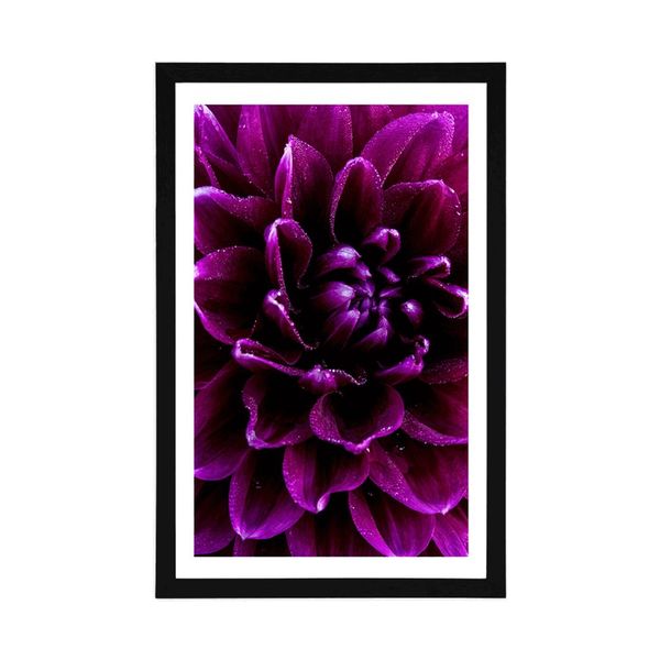 Plagát s paspartou purpurovo-fialový kvet - 40x60 black