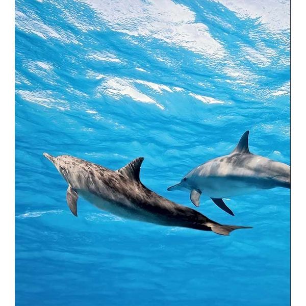 MS-3-0218 Vliesová obrazová fototapeta Dolphins, veľkosť 225 x 250 cm