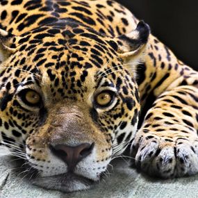Jaguar - fototapeta FM0225