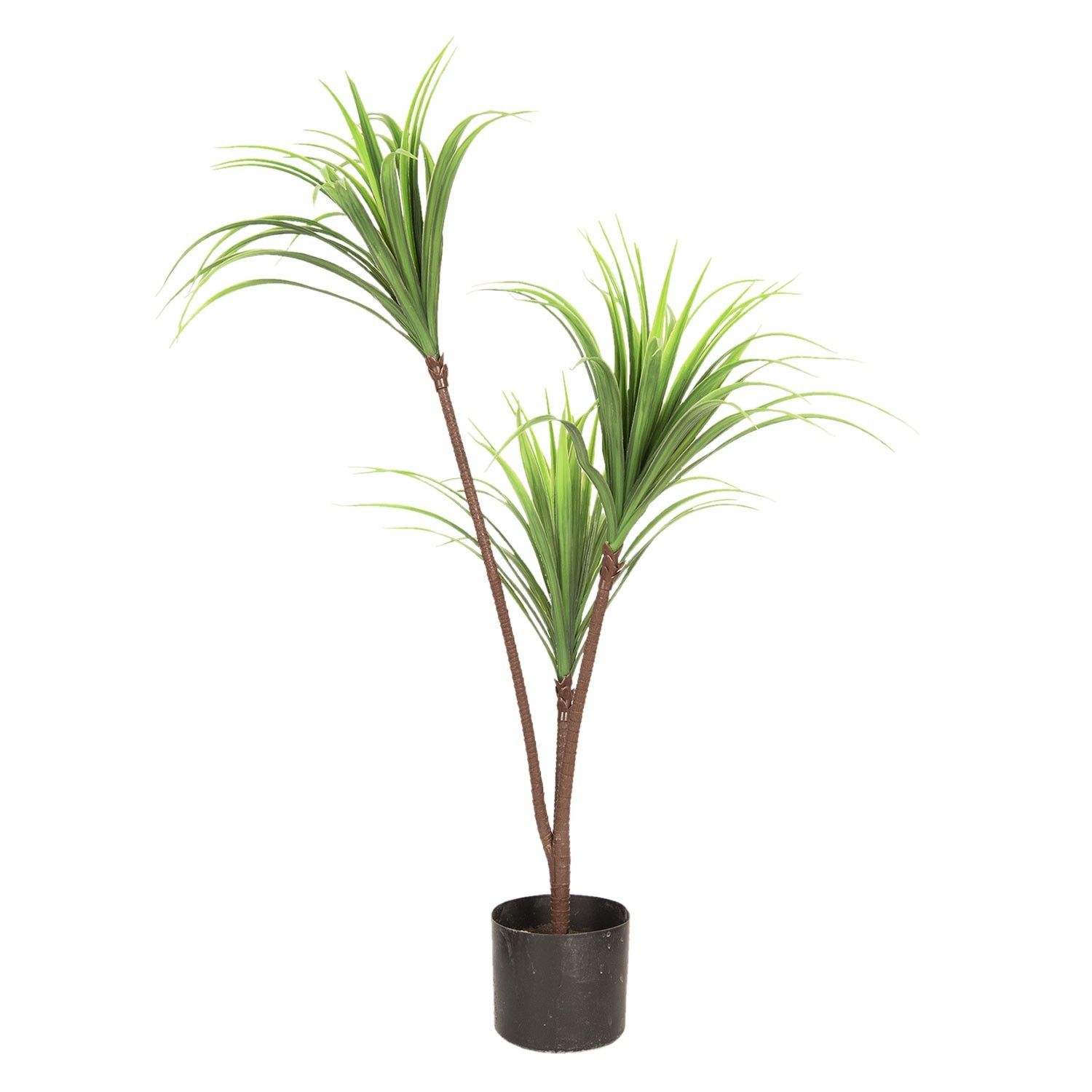 Dekoračné izbová rastlina Dracena - 75 cm