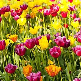 Kvety Obrazy - Tulipány zs18633
