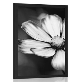 Plagát záhradný kvet krasuľky v čiernobielom prevedení - 40x60 black