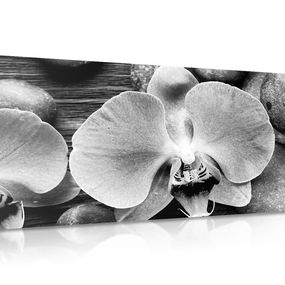 Obraz nádherná orchidea a kamene v čiernobielom prevedení - 120x60