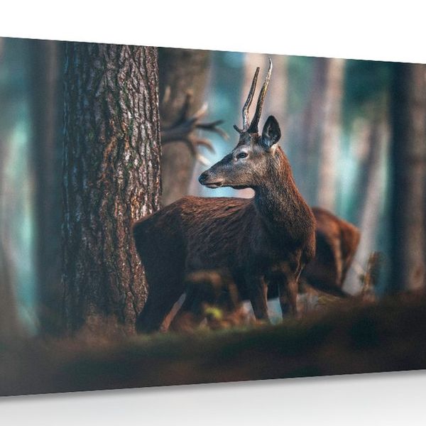 Obraz jeleň v borovicovom lese - 120x80