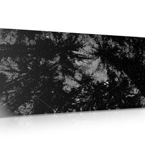 Obraz čiernobiely tropický les - 120x60