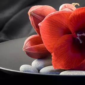 Tapeta Kvety - Červená Amarylka 102 - latexová