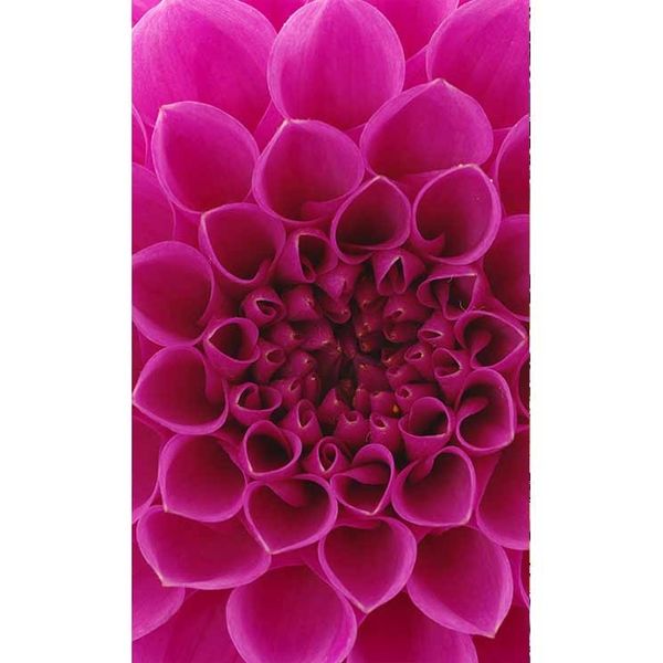 MS-2-0132 Vliesová obrazová fototapeta Pink Dahlia, veľkosť 150 x 250 cm